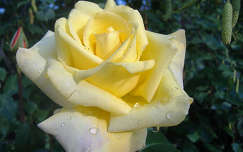Sárga rózsa. Fotó: Csonki