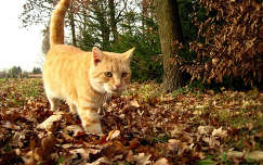 macska, ősz, cicaséta :-)