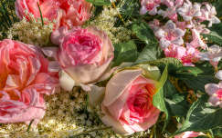 rózsa rózsák napfény napsütés szirom virág bodza levél rózsalonc