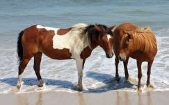 lovak tengerpart tenger valentin