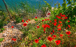 kavicsos tó tópart csepel szigetszentmiklós pipacs virág