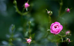 rózsa babarózsa virág szirom