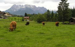 Ausztria Werfenweng skót felföldi marhák
