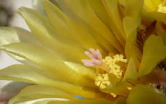 Kaktusz - Notocactus mammulosus