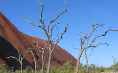 Fák az Uluru-nál