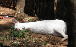 Albino kenguru, igazi! Ausztrália