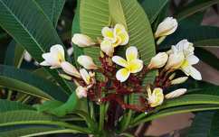 Frangipáni (Hawaii rózsa), Kréta ritkasága ez az illatos virág, aki egyszer megszagolta, soha nem felejti el semmihez nem hasonlitható, csodás illata miatt