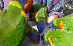 Egy szines pillanat. Papagájok Ausztráliában