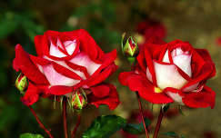 névnap és születésnap nyári virág rózsa valentin