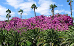 Virágfal, Gran Canaria