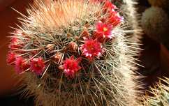 kaktuszvirág kaktusz