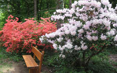 jeli arborétum tavaszi virág pad rododendron tavasz kertek és parkok magyarország