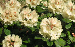 rododendron jeli arborétum