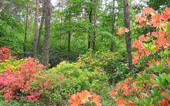 rododendron kertek és parkok jeli arborétum magyarország