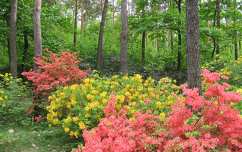jeli arborétum tavaszi virág rododendron tavasz kertek és parkok magyarország