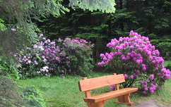 jeli arborétum pad rododendron tavasz kertek és parkok magyarország