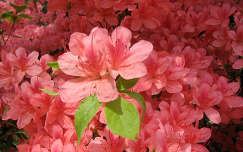 rododendron jeli arborétum tavaszi virág
