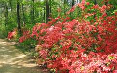 jeli arborétum rododendron tavasz kertek és parkok magyarország