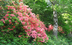 rododendron kertek és parkok jeli arborétum magyarország