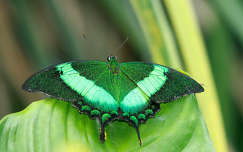 Zöld pillangó