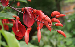 Dél amerikai cserje-virága