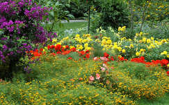 bougainvillea kertek és parkok nyári virág rózsa