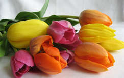 tulipán névnap és születésnap virágcsokor és dekoráció