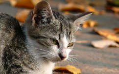 ősz macska