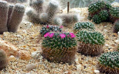 virágzó kaktusz - Fővárosi Állat- és Növénykert, Pálmaház