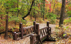 híd erdő címlapfotó ősz
