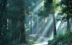 út címlapfotó erdő fény