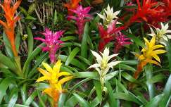 trópusi virág színes