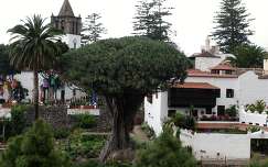 Icod de Los Vinos 1000 éves sárkányfa, Tenerife