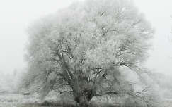 fekete-fehér fa zúzmara címlapfotó