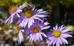 Méhecske az őszirózsán
