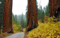 címlapfotó út fa örökzöld fenyő ősz