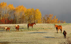 lovak ősz