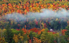 ház ősz köd erdő