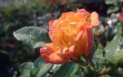 Rózsa ősszel. Fotó Csonki