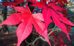 Szarvas - Arborétum (Pepikert) - ősz - őszi levelek  fotó: Kőszály