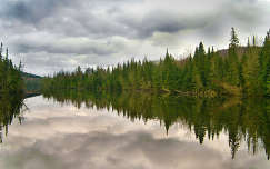 fenyő örökzöld tükröződés erdő tó felhő