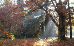 Szarvas - Arborétum ( Pepi kert ) - ősz - lombhullás a tölgyesben -  Fotó: Kőszály