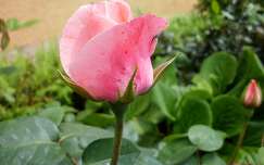 Floribunda rózsa