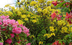 rododendron tavaszi virág