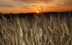 naplemente gabonaföld kalász címlapfotó nyár