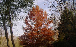 Őszi fák. Fotó: Csonki