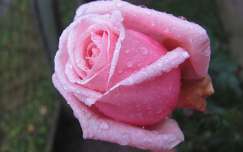 névnap és születésnap rózsa vízcsepp