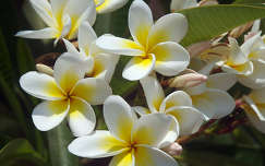 pluméria trópusi virág