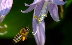 Méhecske virággal