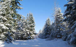 fenyő út címlapfotó örökzöld erdő tél